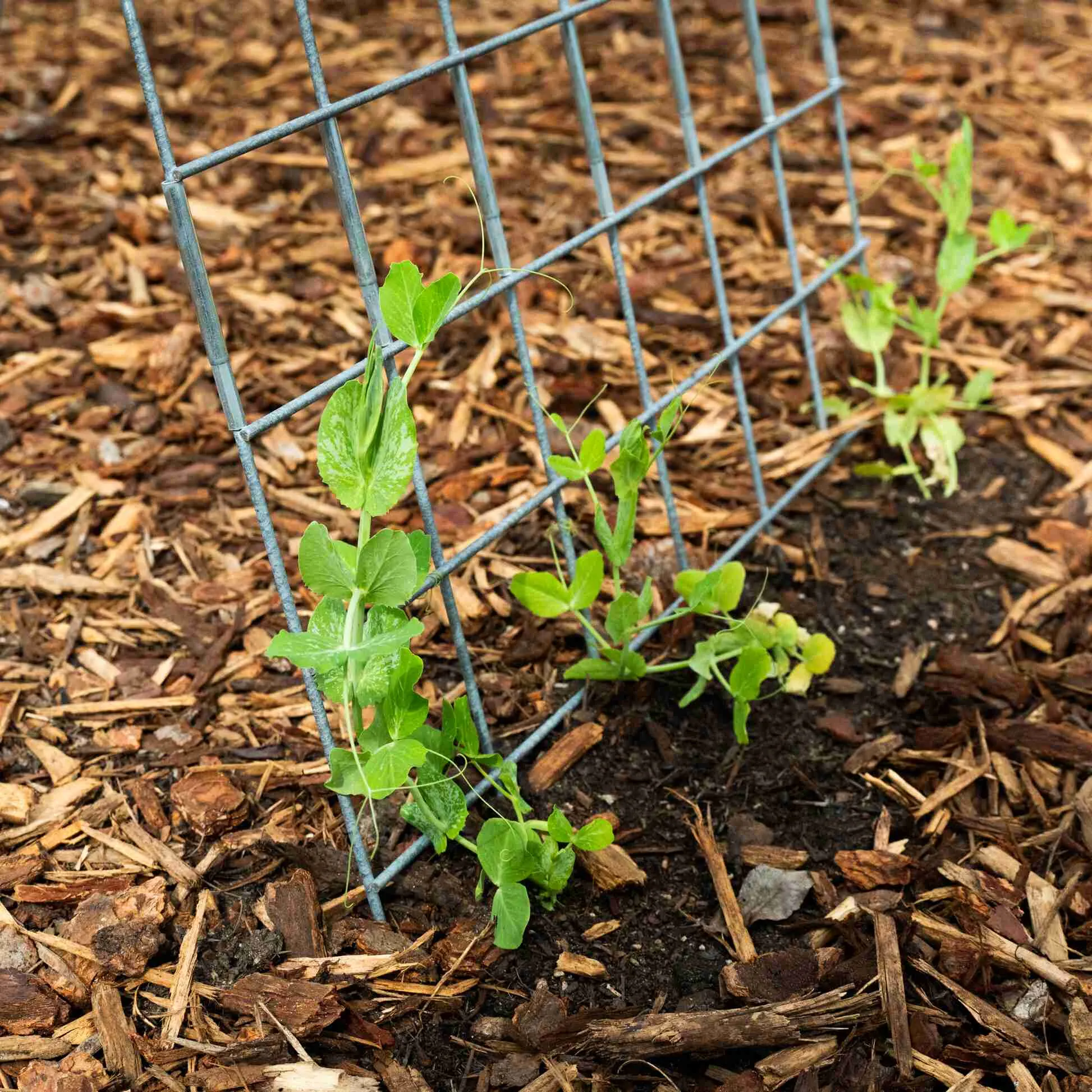 Folding A-Frame Trellis Support For Plants