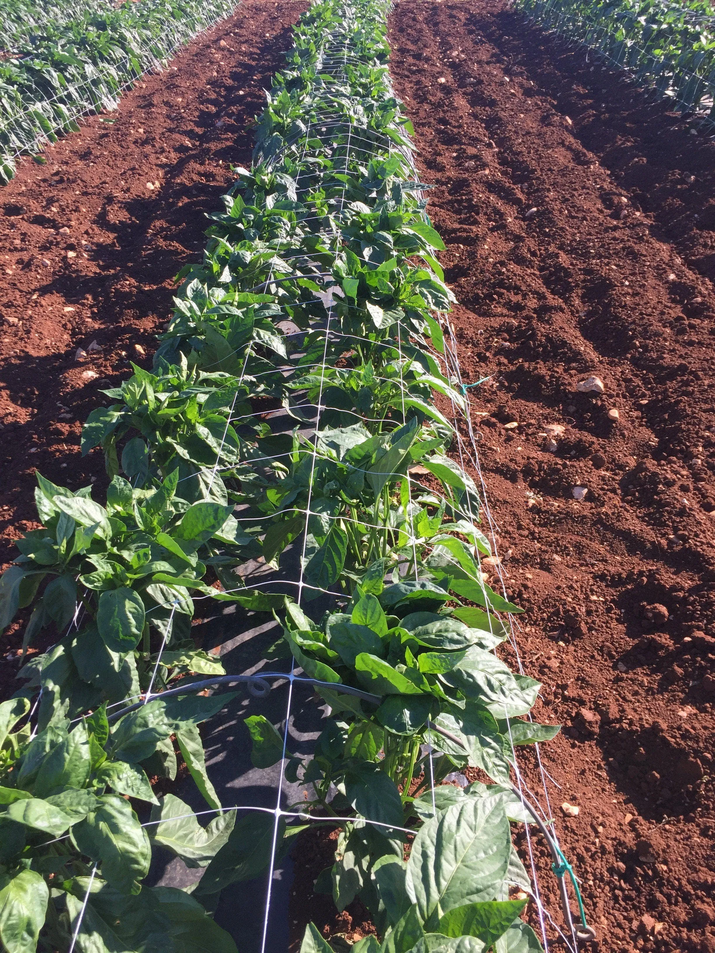 Trellis Netting